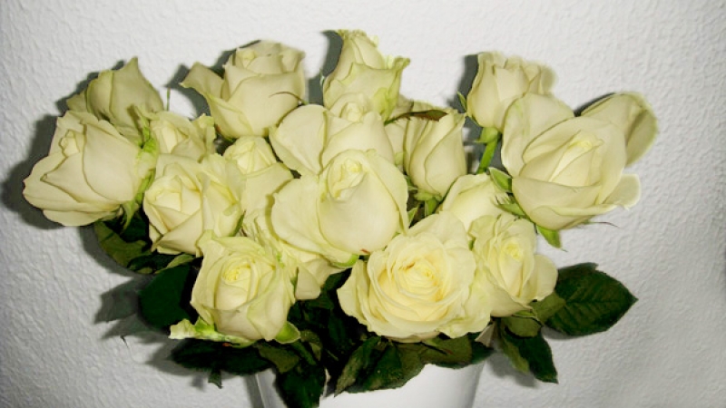Conte com a CeaRosa para deixar sua decoração sofisticada e romântica! 500 rosas em diversas opções de cores de R$500 por R$325